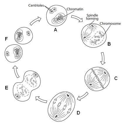 The phase of mitosis shown in step d in the figure below is called  there ar