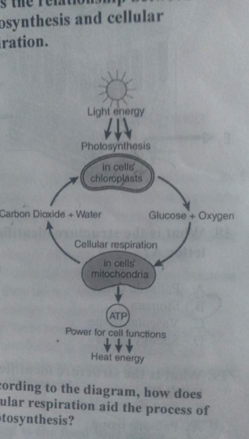 According to the diagram, how does cellular respiration aid the process of photosynthesis?