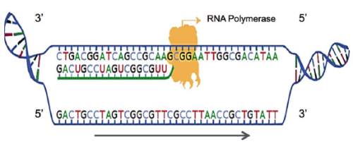 Hurry pls *50 points* the diagram shows one step in the process of protein synthesis.