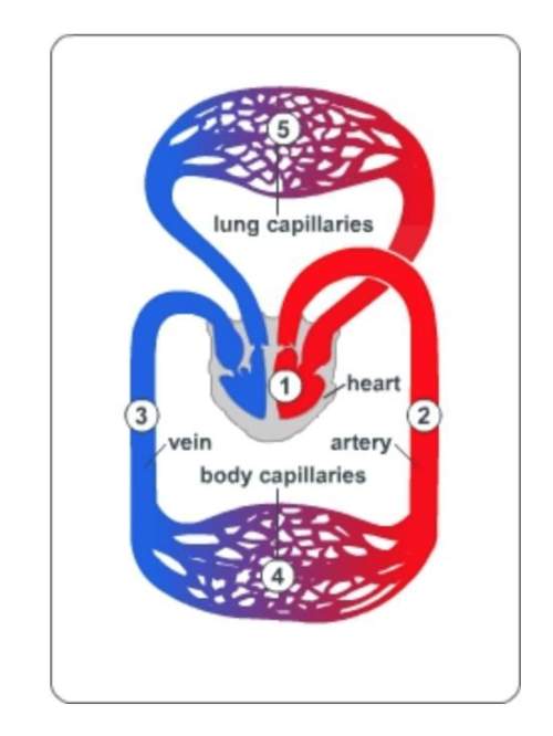 Plz me where in the diagram does oxygen first enter the bloodstream?  a. 2