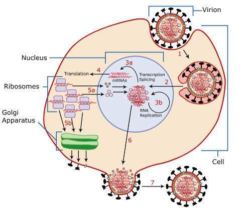 Which statement best describes the process pictured?  a) a virus is infecting a bacterial cell