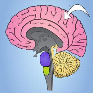 Which part of the brain is indicated by the arrow below?  a) cerebrum b) cerebellu