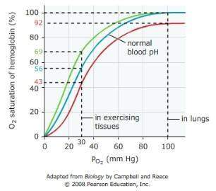 The graph below shows the hemoglobin dissociation curves (also called equilibrium curves) for normal