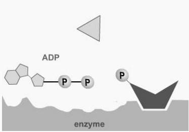 Asap  this diagram shows a step in a reaction where one kind of amino acid is converted