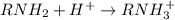 RNH_2+H^+\rightarrow RNH_3^+