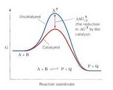 Explain why a catalyst does not increase the amount of product that can form