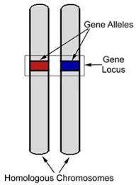 Which statement describes the relationship between a gene and an allele? a. many genes put together