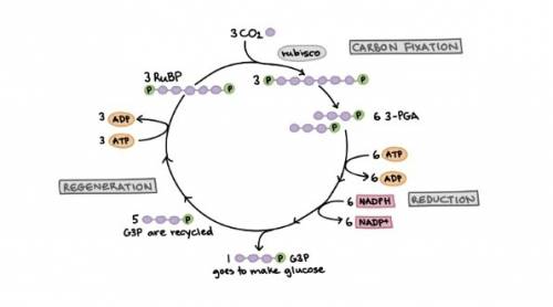 Carbon dioxide (co2) combines with a five-carbon compoundin one to three sentences, describe what ha