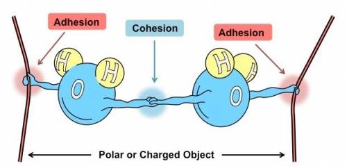 Explain how water's cohesive and adhesive properties are a result of its bonding among the atoms