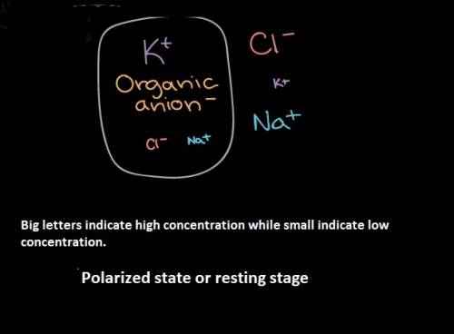 Apolarized neuron in its resting state has a a. high potassium ion concentration on the outside of t