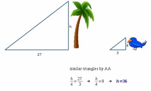 At 4: 00 pm a palm tree casts a shadow of 27 ft while a 4ft bird of paradise plant nearby casts a sh