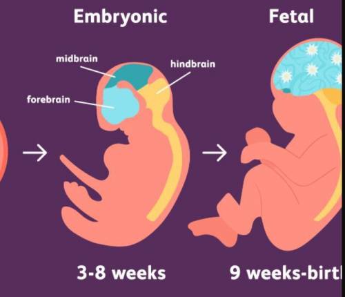 Which of the following occurs during the embryonic stage?  a. the zygote implants itself in the uter