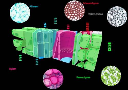 Tissue responsible for photosynthesis