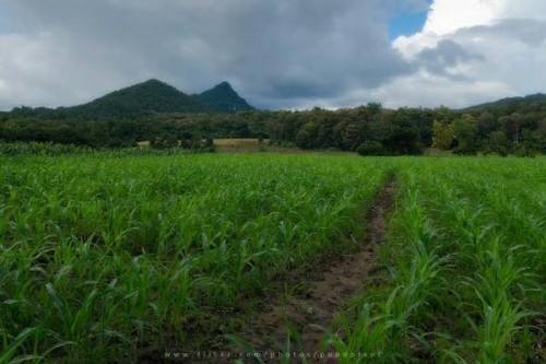 List three solutions that scientists are suggesting to solve the problems caused by monoculture farm