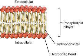 Explain how phospholipids organize themselves into a bilayer in an aqueous environment worksheet ans