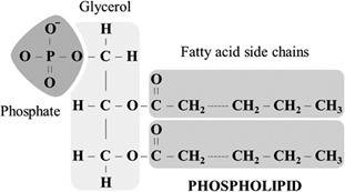 Phospholipids and triglycerides both  phospholipids and triglycerides both  have three fatty acids c