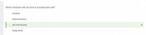 Which structure will you find in a prokaryotic cell a. nucleus b. golgi body c. cell membrane d. mit