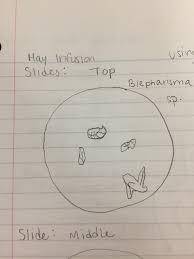 5. sketch or include a screen shot of what you observe when examining the hay infusion using the low