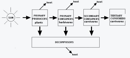 Bioflix activity:  cellular respiration and photosynthesis -- energy flow can you identify how energ