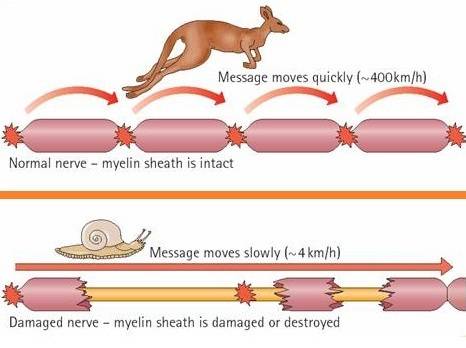The primary purpose of the myelin sheath is to  a. insulate the neuron so it can transmit informatio