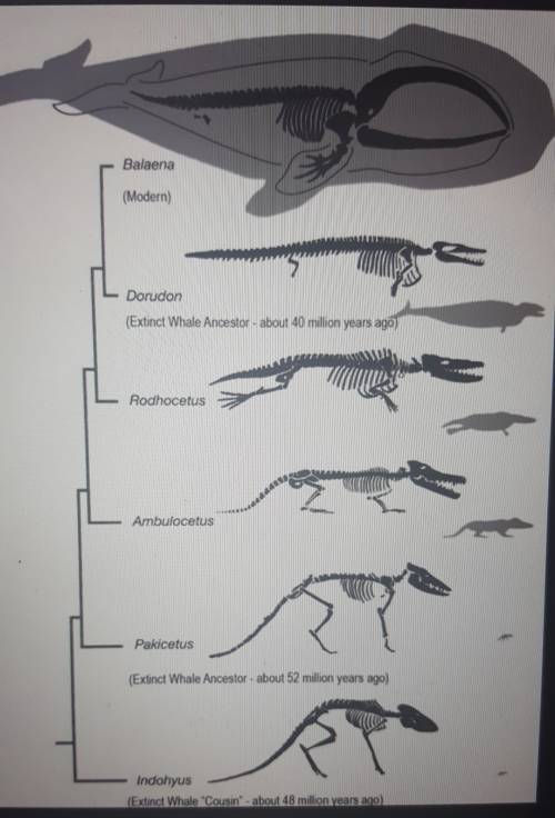 How did whales evolve from land mammals?  reason