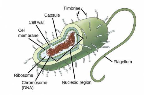 Which type of membrane would be present in the largest quantity in a prokaryotic cell?