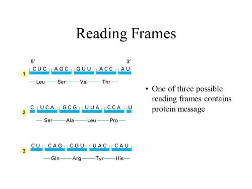 Asequence of rna could have  possible reading frame(s).
