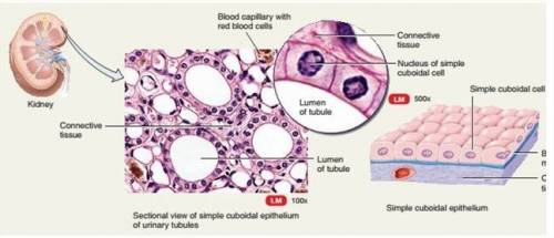 Which of the light micrographs shows epithelial tissue that forms thyroid gland and secretes hormone