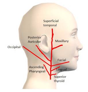 What artery supplies the chin/jaw region of the head with blood?