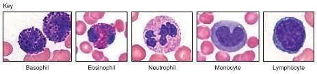 Which of the following is characteristic of all leukocytes?  a. they are phagocytic. b. they are the