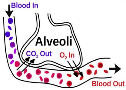 In the diagram below, which step represents the excretory function of the lungs?  a.bloo