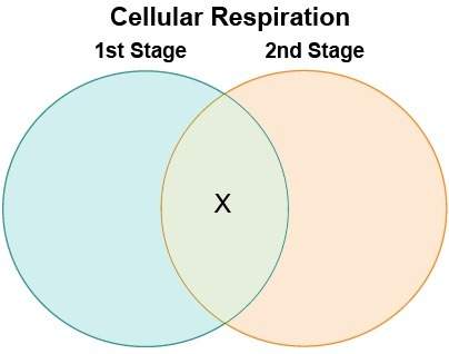 (needed asap ) eliana made a venn diagram to compare and contrast the two stages of cell