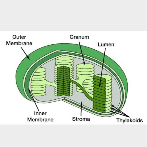 Sunlight is the ultimate source of energy for all life on earth. however, only organisms that have t