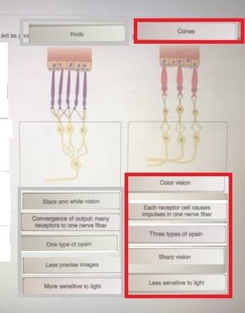 The rods and cones of the retina both act as photoreceptors, but their roles are different. determin