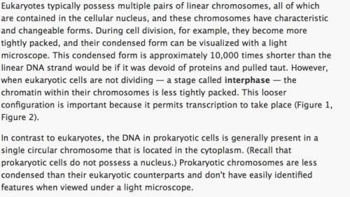 In eukaryotes, replication occurs along  along the chromosome.