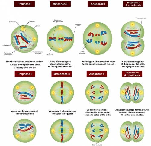 Chromosomes line up in the center of the cell during which phase?