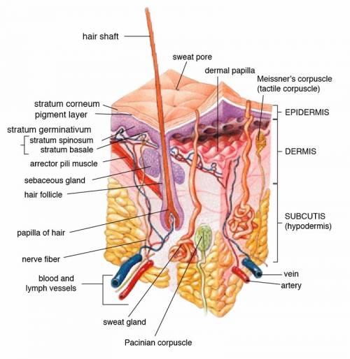 Where is the type of tissue that provides insulation in mammals found?