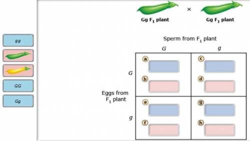 Drag the genotypes and phenotypes from the left to correctly complete the punnett square for the f2