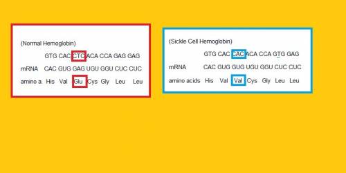 Compare the two dna sequences shown below. transcribe them into mrna and translate them into an amin