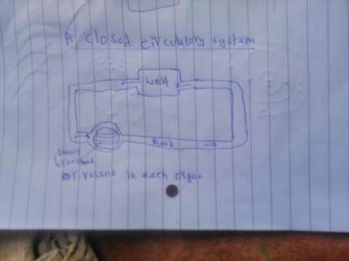 Â€¢ draw and label a generalized open circulatory system and a closed circulatory system