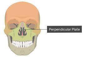 Which part of the ethmoid bone forms the superior part of the nasal septum?