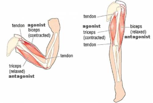 When the torque (force) produced by the  exceeds that of the  , knee extension occurs.