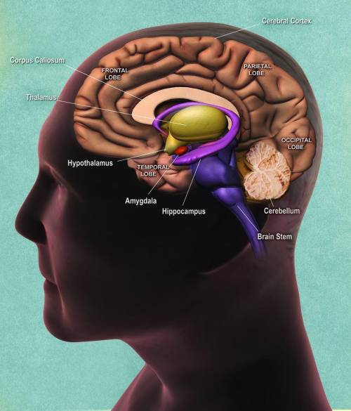 Ablow to the head can cause a loss of consciousness. what centers in the brain are associated with a