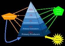 Adepicts the flow of carbon through an ecosystem, whereas a  depicts the transfer of energy.