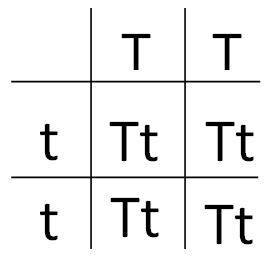 Gregor mendel crossed homozygous tall plants (tt) with homozygous short plants (tt). all the resulti