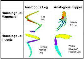 If similarities between two structures in different organisms reflect common ancestry, these structu