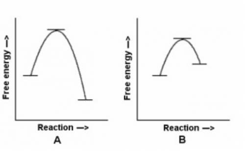 In the reaction energy diagrams shown, reaction a is  and it occurs  reaction b. endergonic;  faster