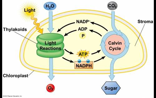 What are the steps of photosynthesis?