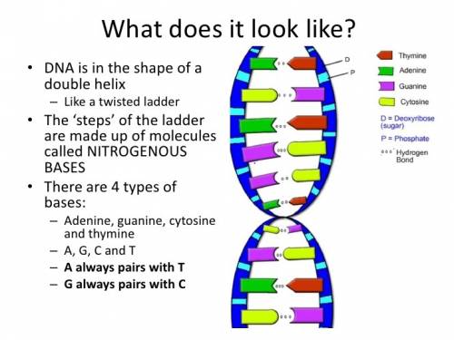 What is the shape of dna called a:  figure 8 b:  double helix c:  semi-circle d:  long string