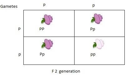Purple petal color in pea plants is dominant to white petal color. two heterozygous pea plants are c